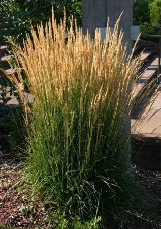 CALAMAGROSTIS × acutiflora Karl Foerster
